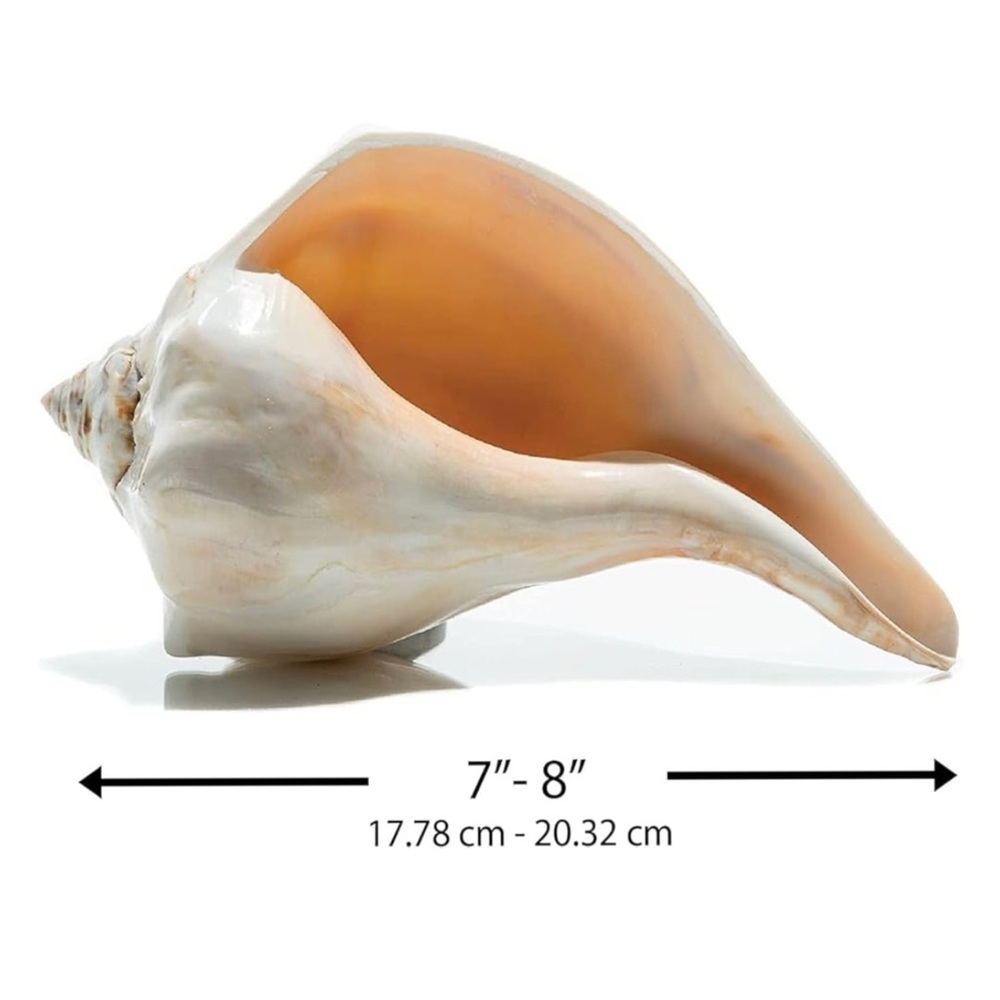 NWT โข Large Conch Shell Decor - Picture 6 of 7
